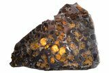 Polished Sericho Pallasite Meteorite ( g) Slice - Kenya #300774-1